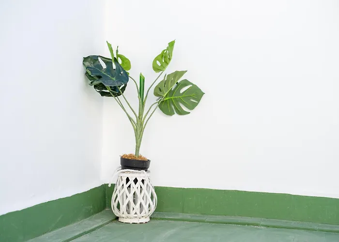 Terrace La Mata Apartamento *