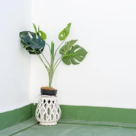 Terrace La Mata 公寓 *